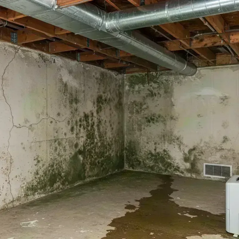 Professional Mold Removal in Grantsville, WV